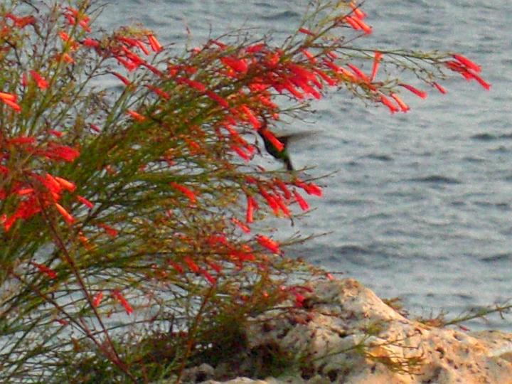 Curacao 2008 114.JPG
